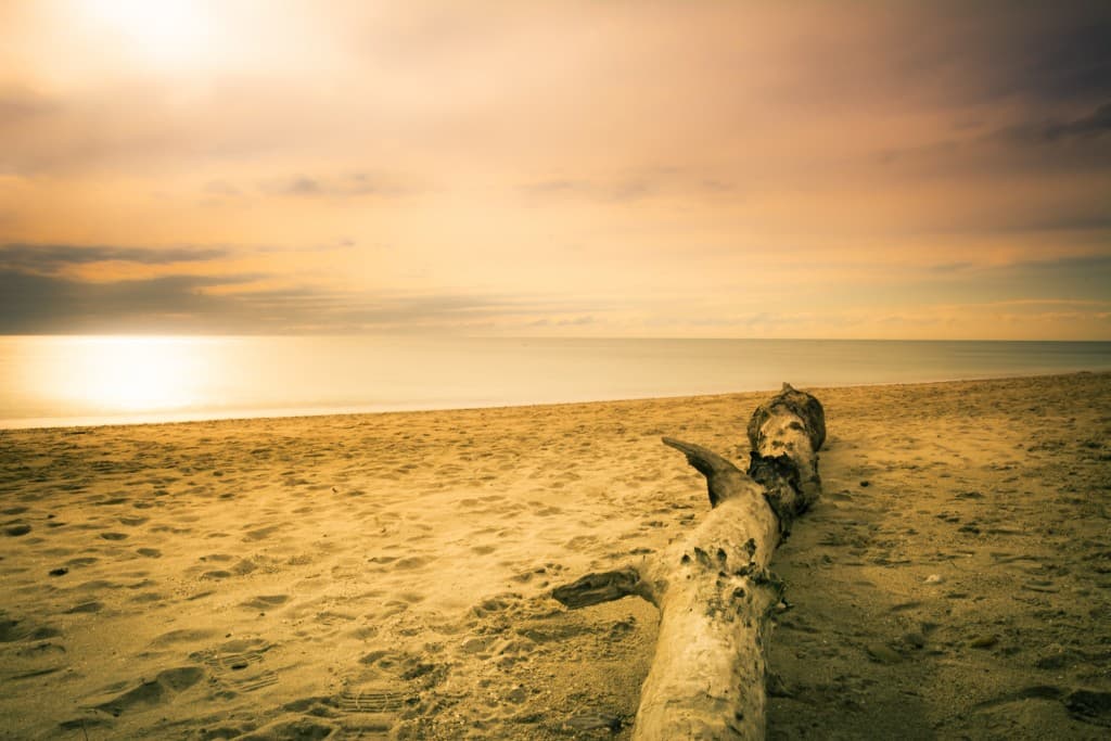 L'arbe surla plage