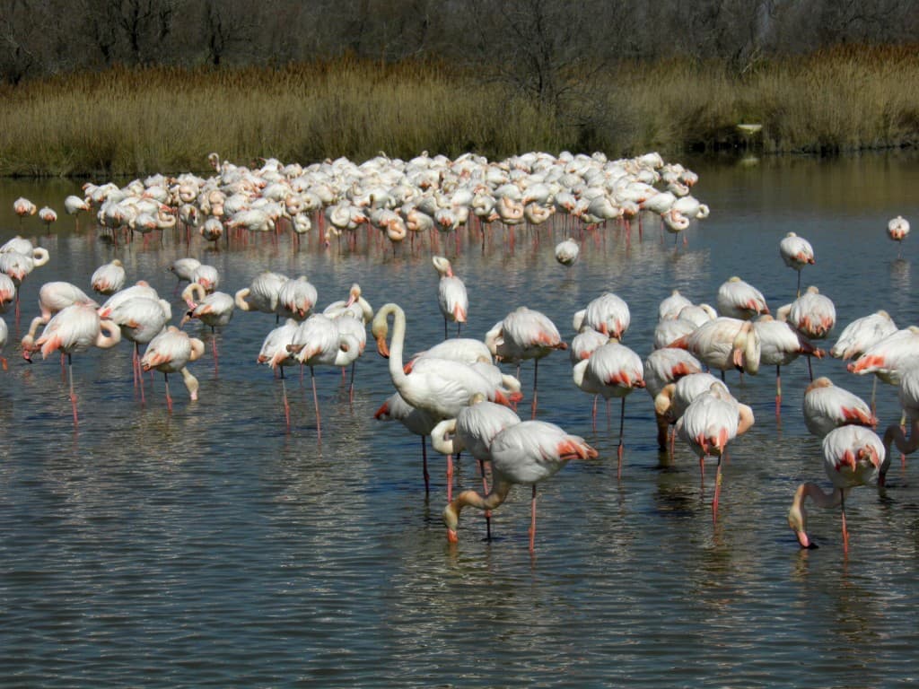après midi en camargue