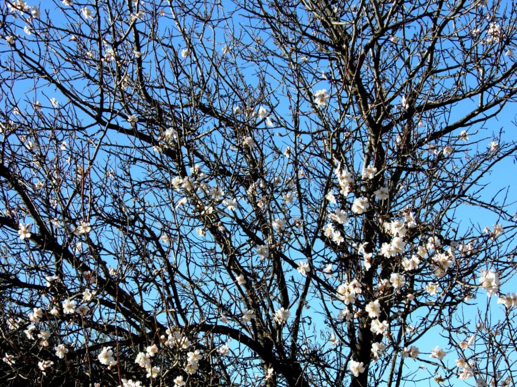 premier amandier en fleurs