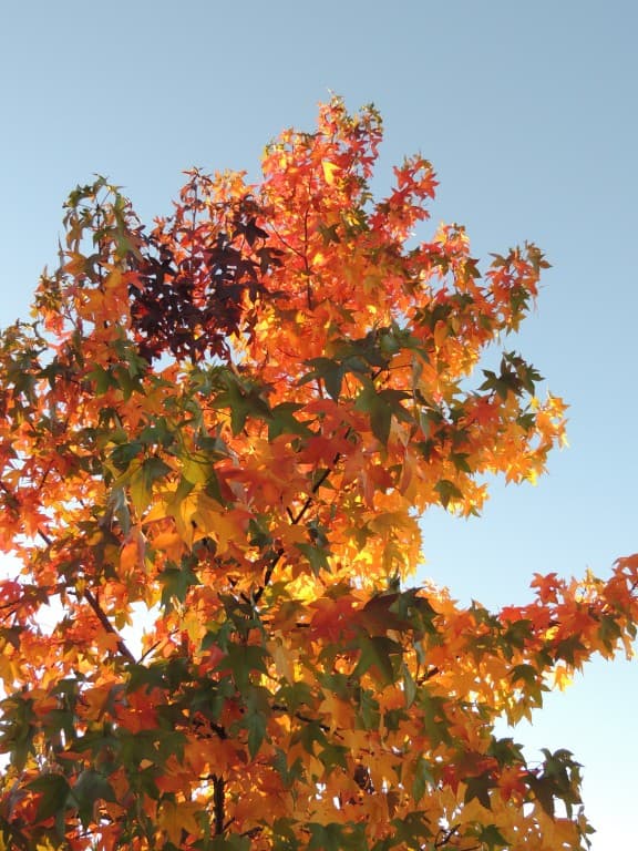 C'est l'automne... et il fait beau