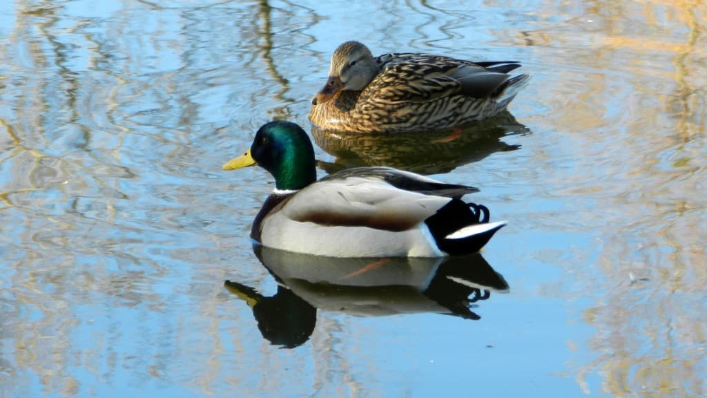 canards au fil de l'eau