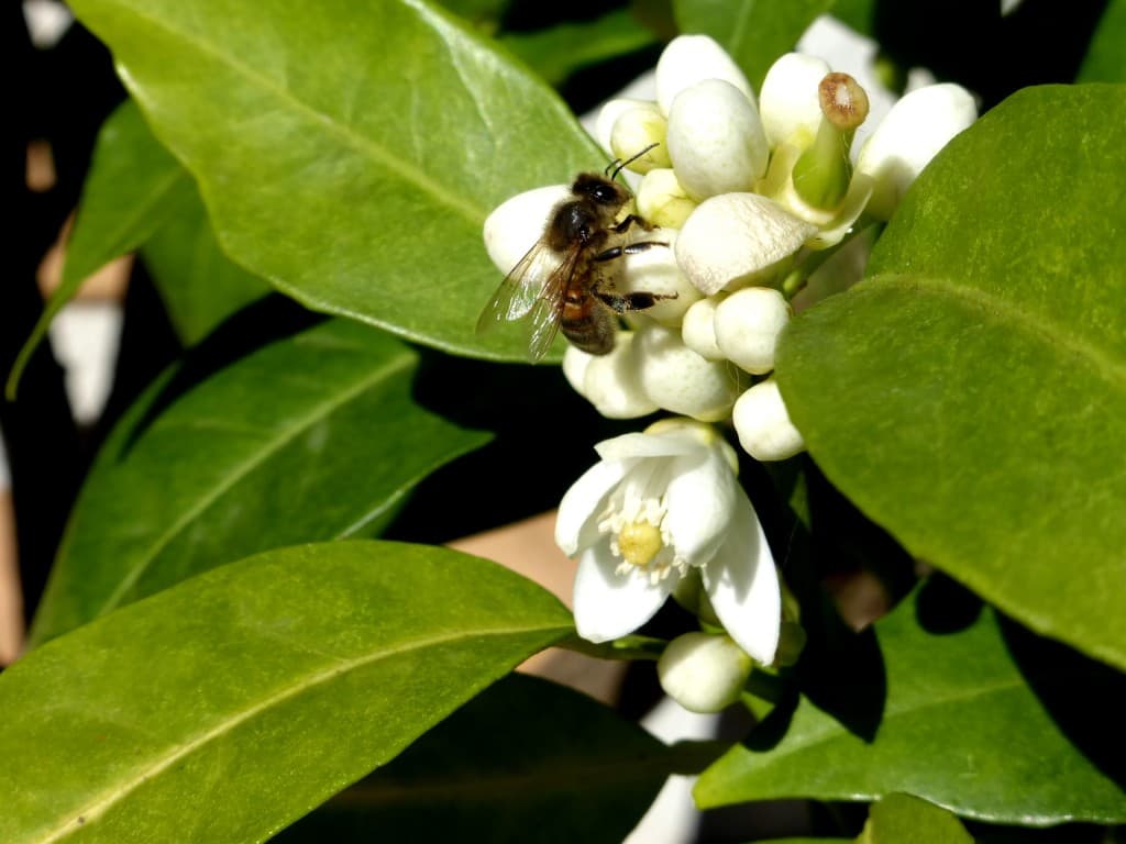 le printemps de retour