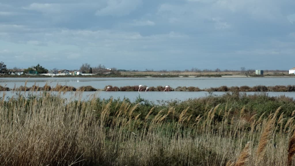 Flamants roses camarguais
