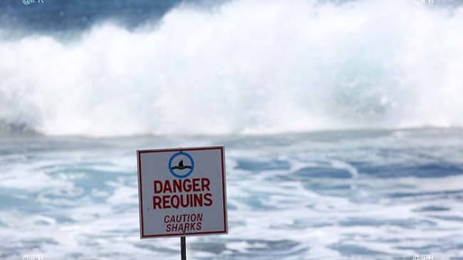 Image d'illustration pour La Réunion : hiver austral, requins et forte houle
