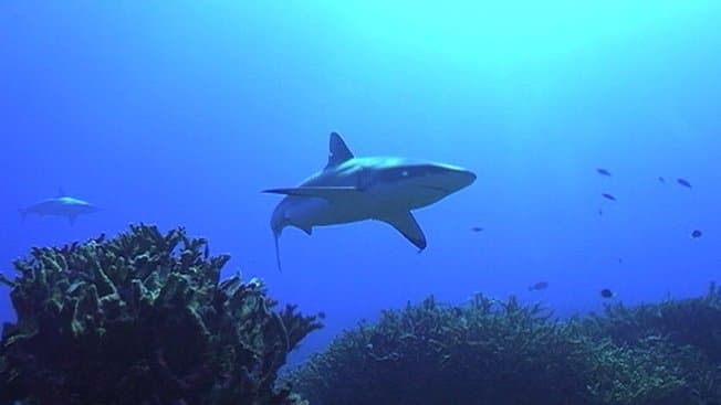 Image d'illustration pour La Réunion : hiver austral, requins et forte houle