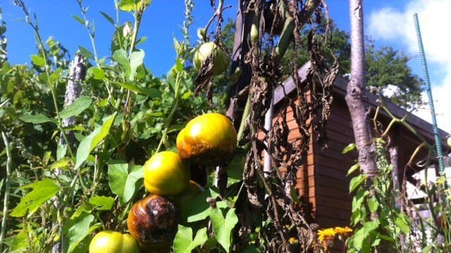 Image d'illustration pour Conséquence de cet été pluvieux : le mildiou fait des ravages