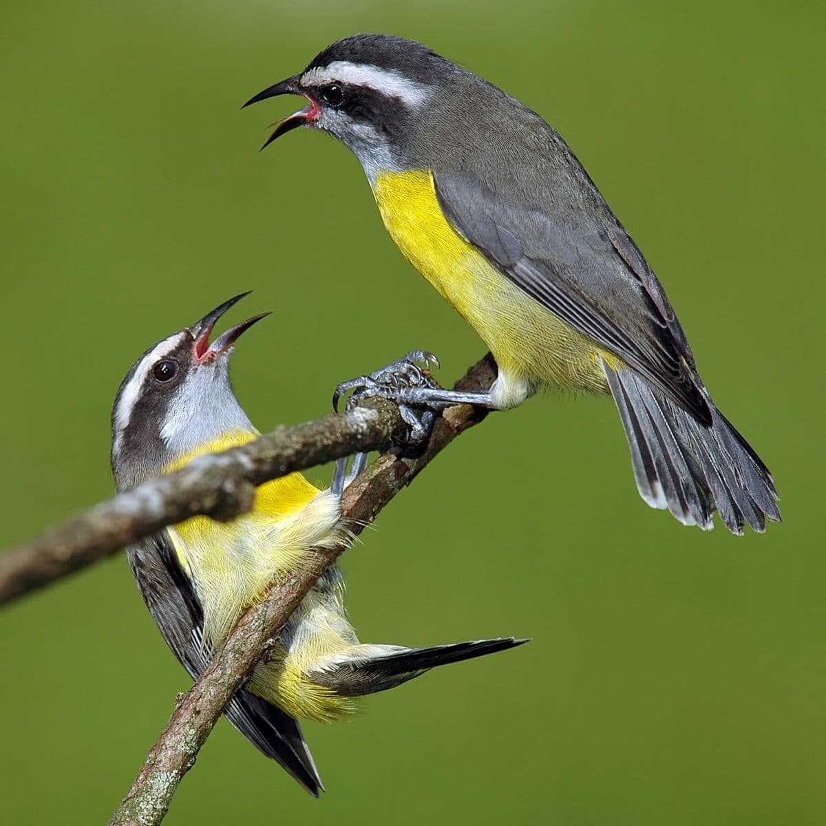 Image d'illustration pour Les oiseaux anticiperaient l'arrivée des tornades