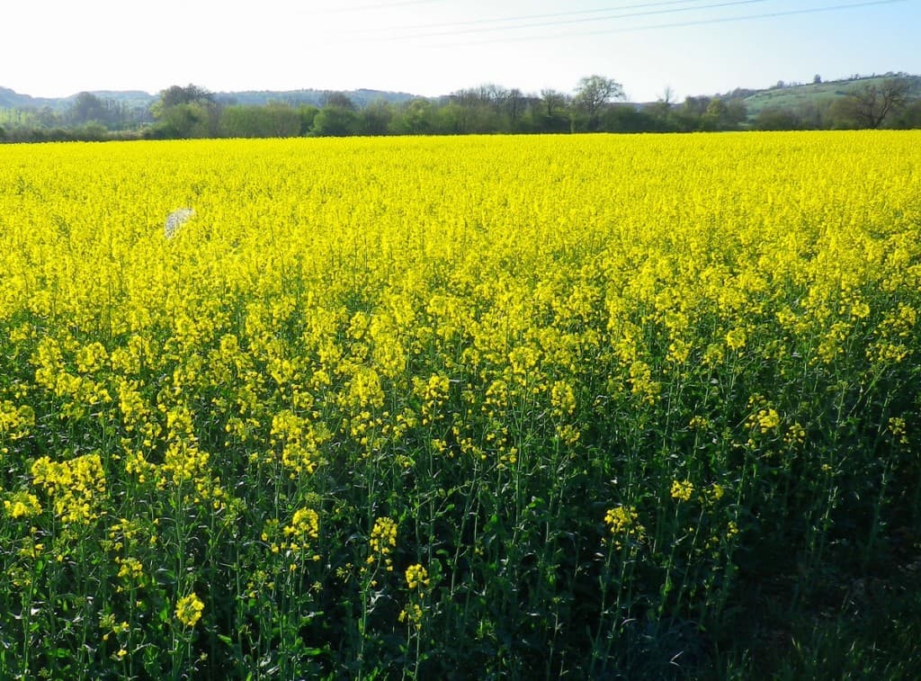 Image d'illustration pour Nature en avance et cumulus : vos photos de ce beau printemps