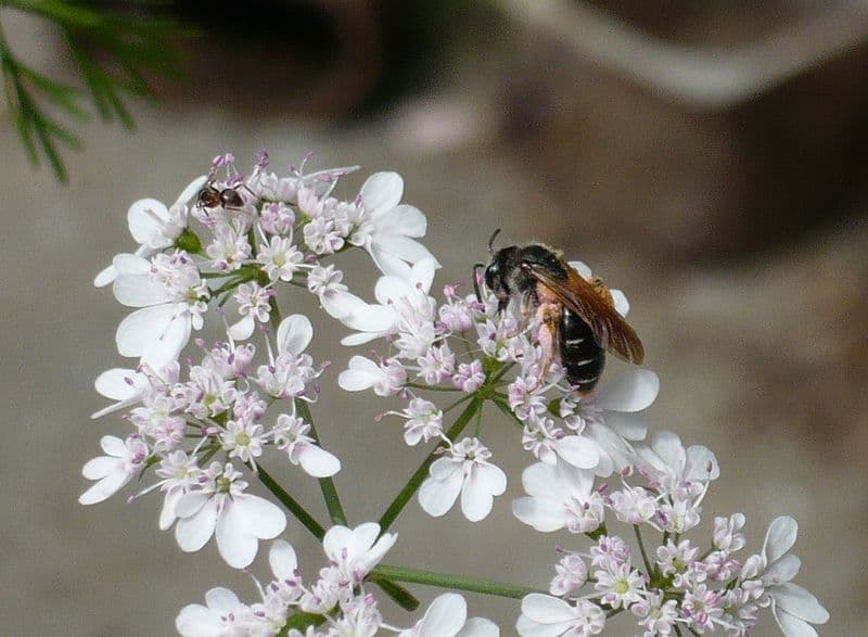 Image d'illustration pour Conséquences de la douceur sur les insectes