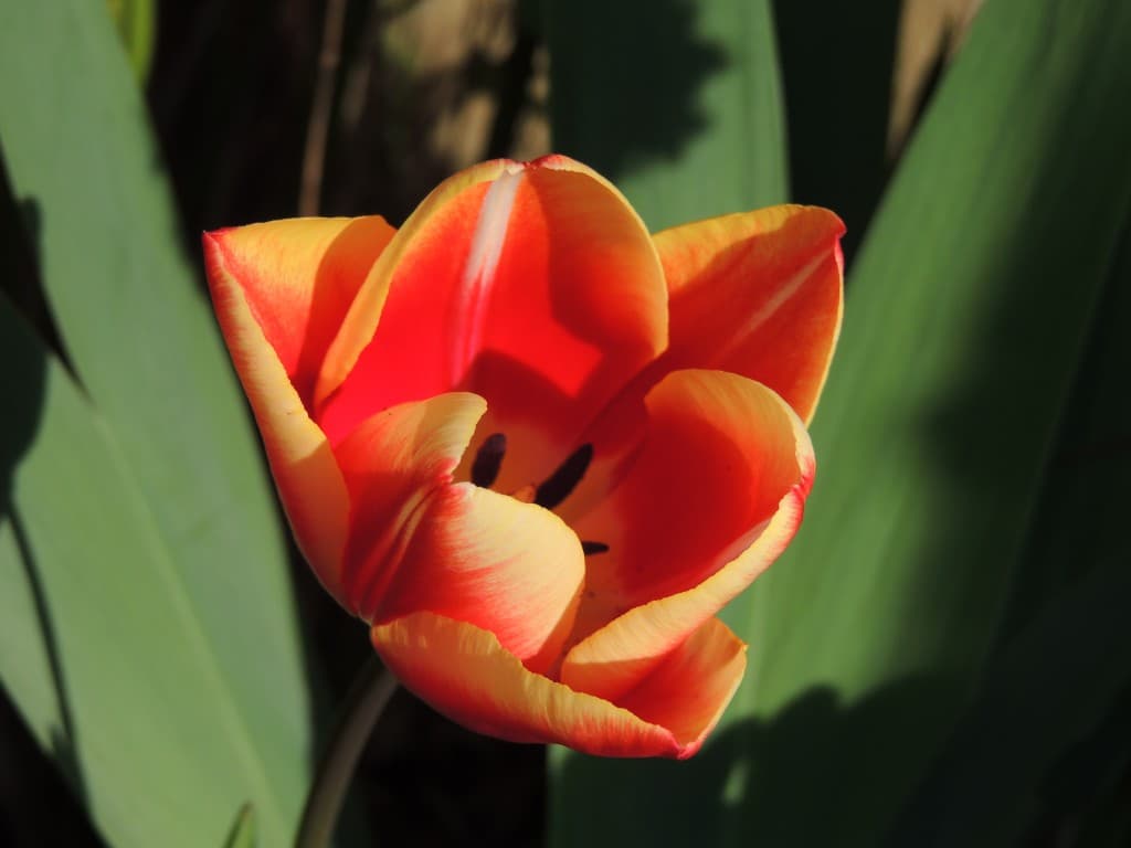 Eclosion
