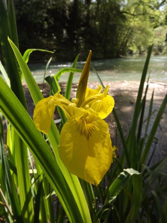 Iris au bord du Lez