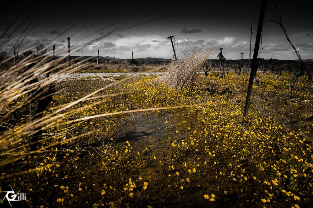 Le printemps arrive ... si si bientot