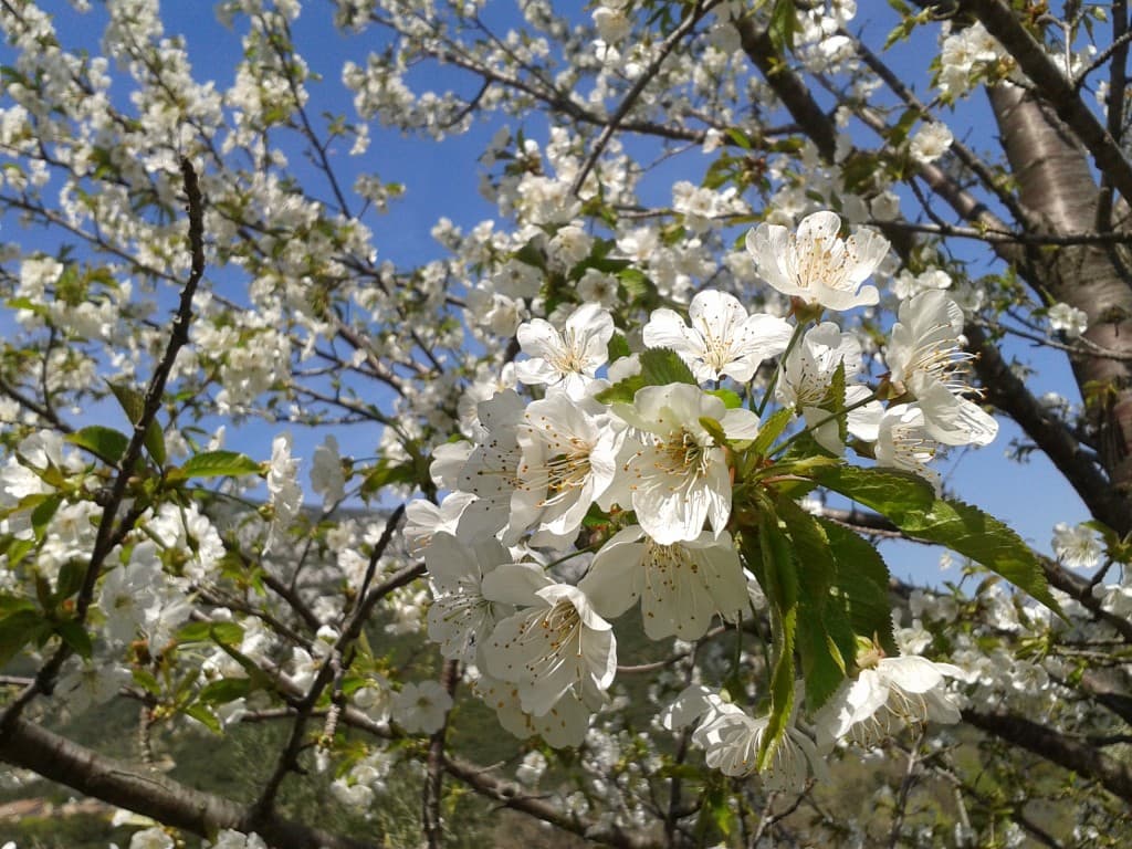 Le printemps est arrivé, la belle saison......