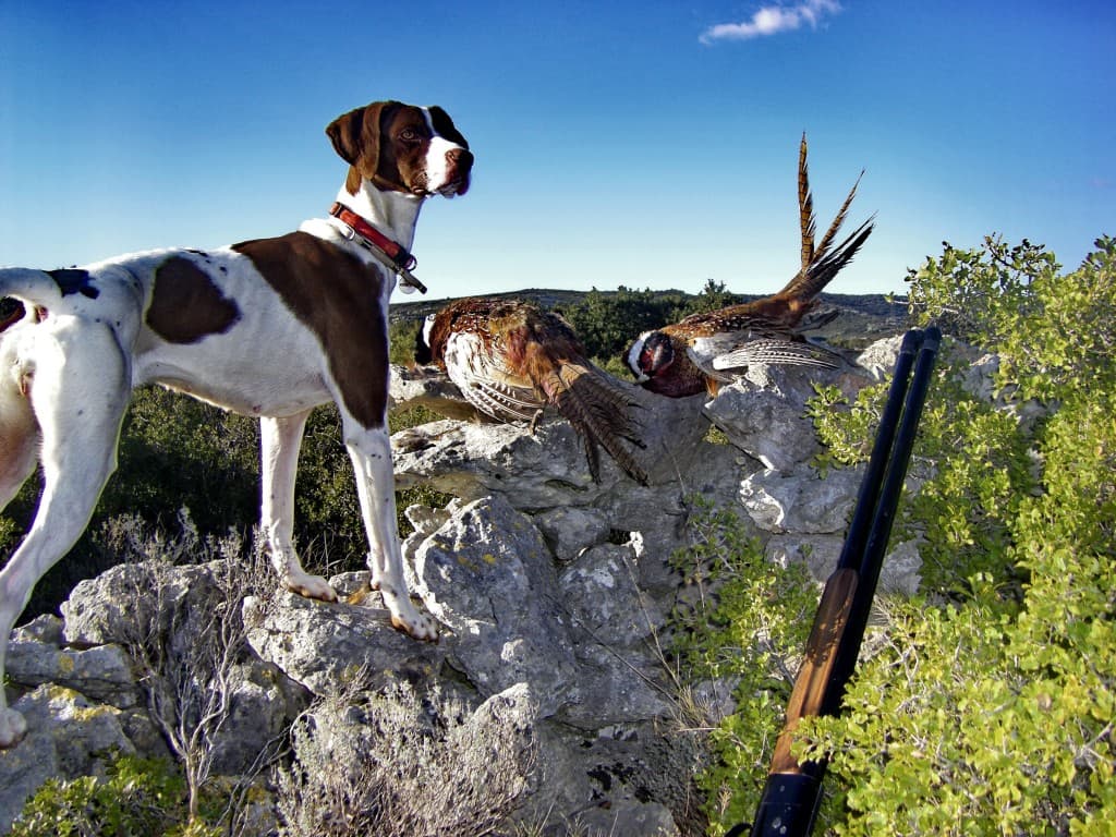 CHASSE EN GARRIGUES