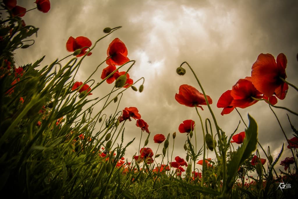 Coquelicots II