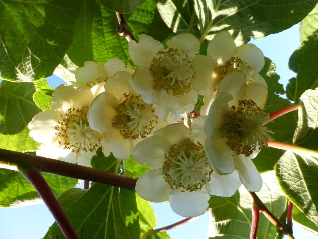 les kiwis en pleine floraison