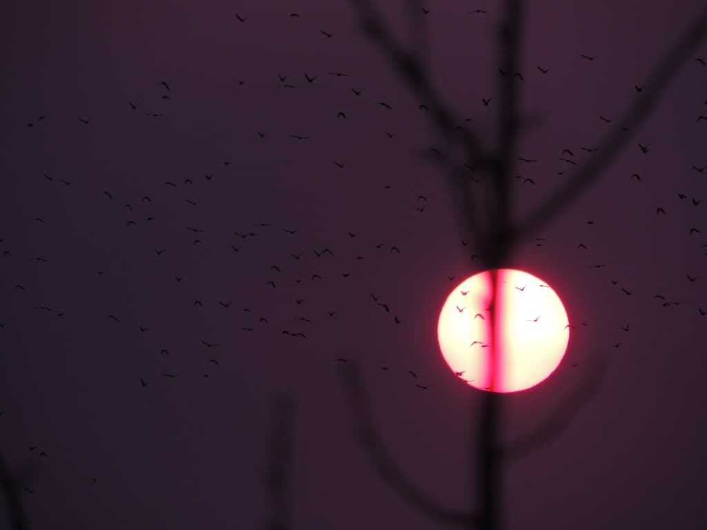 Soleil couchant