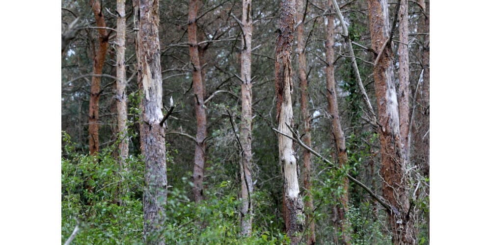 Image d'illustration pour Sécheresse et chaleur : Les forêts françaises dépérissent